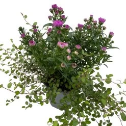 Aster & Mühlenbeckia, 3er-Set, Rosa Gefüllt, Topf 12/13 Cm Ø