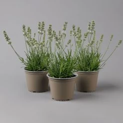 Lavendel Weiß, Topf-Ø 13 Cm, 3er-Set