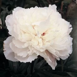 Kölle's Beste Pfingstrose, Paeonia 'Alba Plena', Weiß Gefüllt