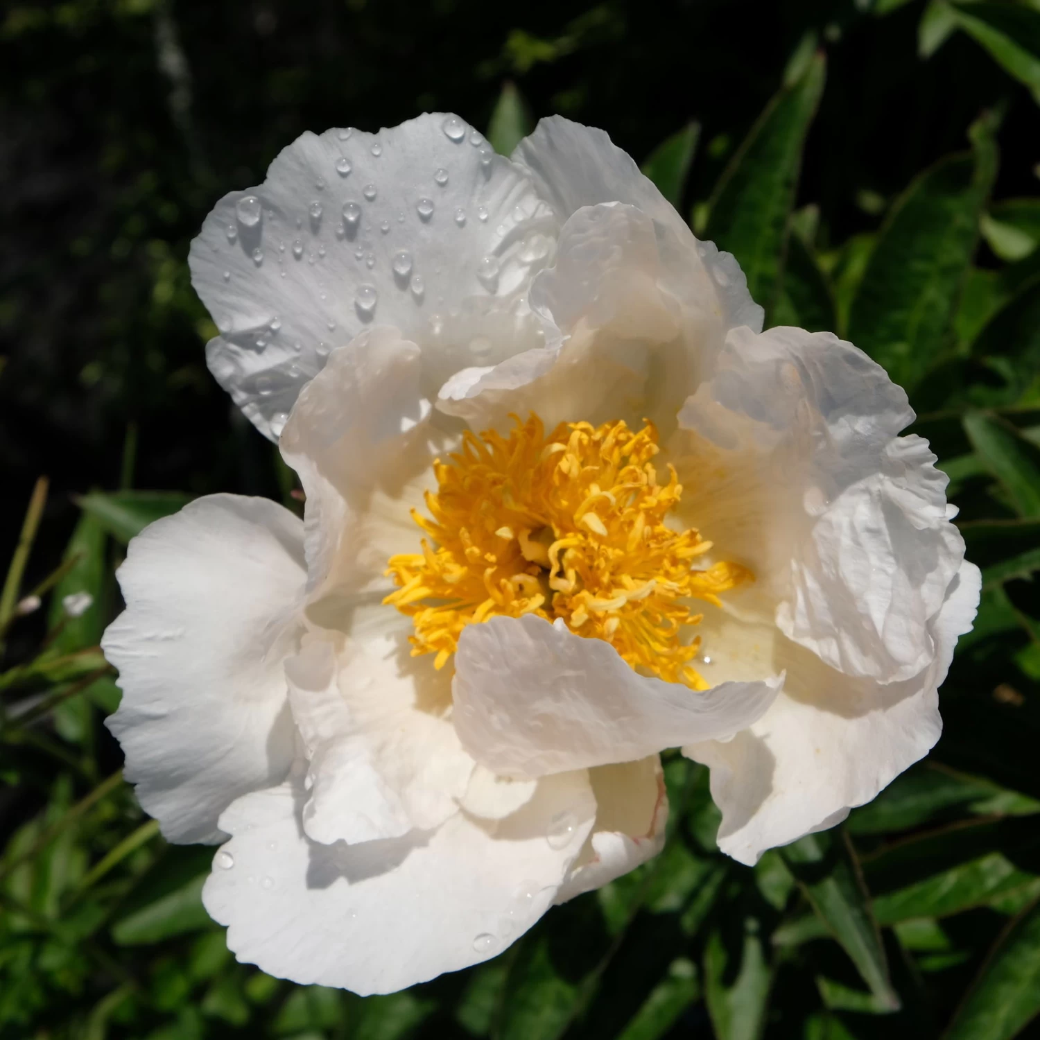 Kölle's Beste Edel-Pfingstrose, Paeonia 'Krinkled White', Weiß, Topf 19 Cm – Bild 5