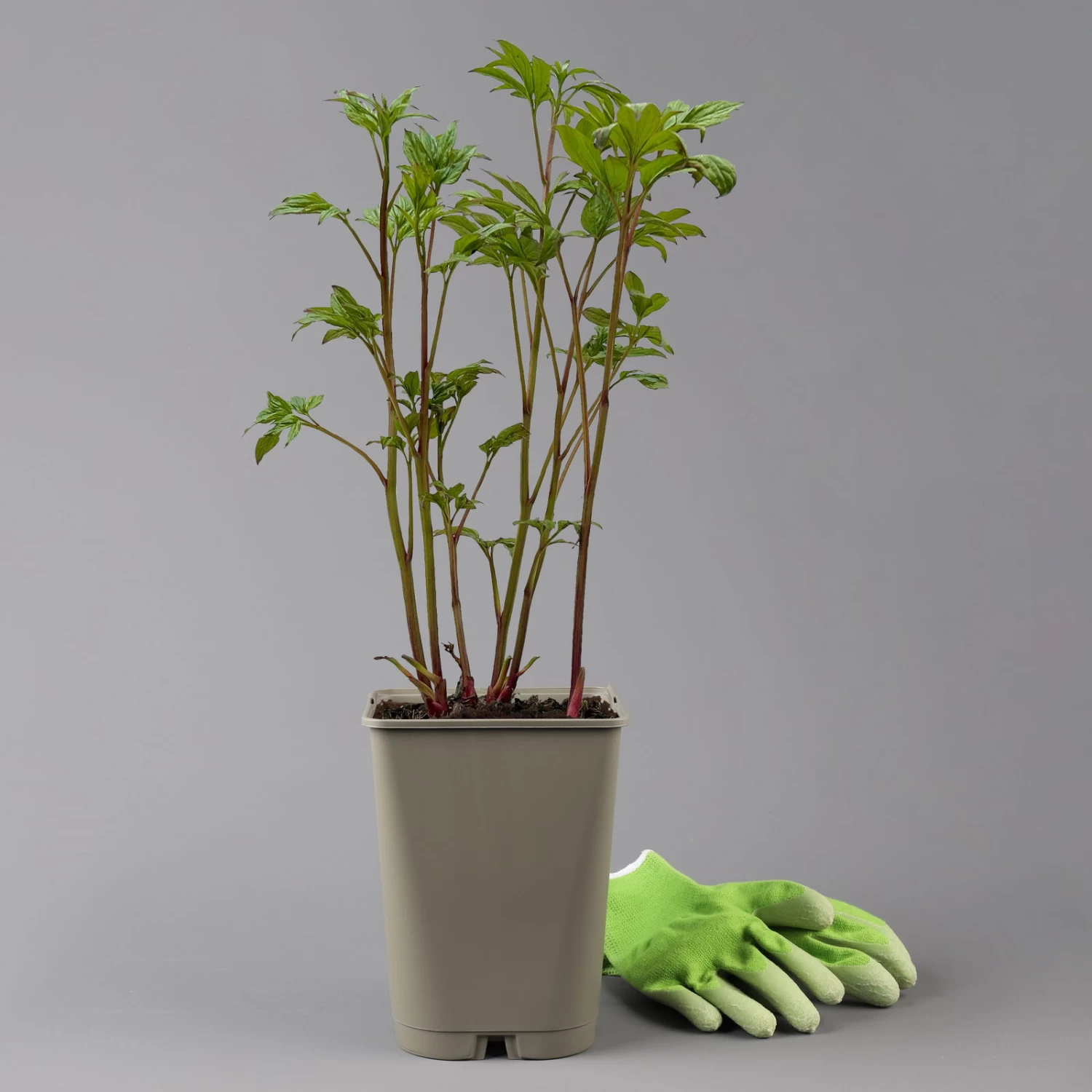 Kölle's Beste Edel-Pfingstrose, Paeonia 'Krinkled White', Weiß, Topf 19 Cm – Bild 3