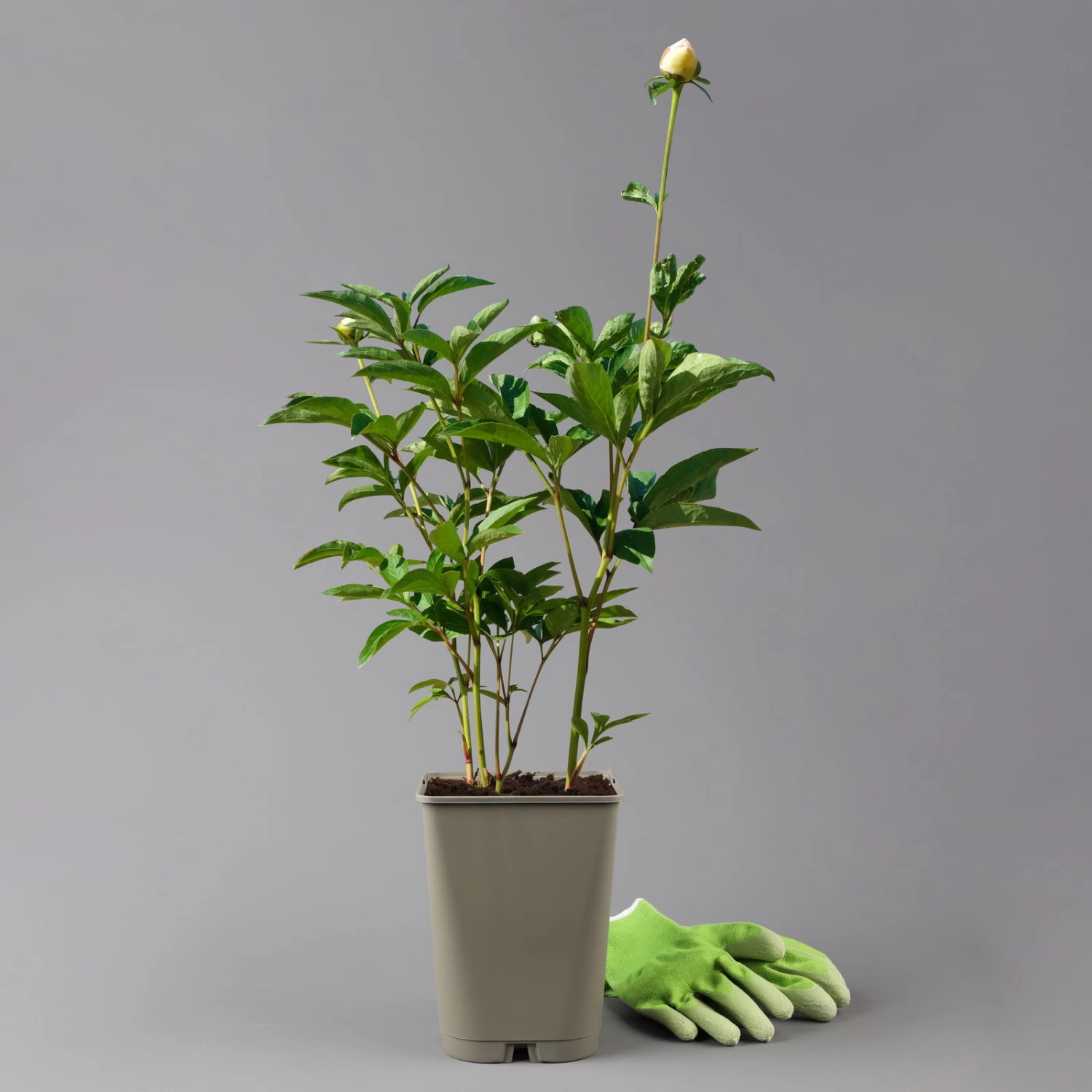 Kölle's Beste Edel-Pfingstrose, Paeonia 'Krinkled White', Weiß, Topf 19 Cm – Bild 2