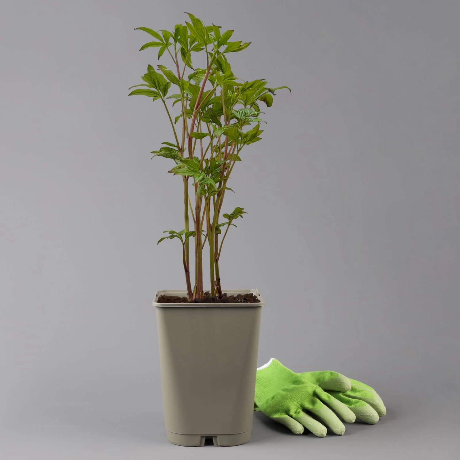 Kölle's Beste Edel-Pfingstrose, Paeonia 'Krinkled White', Weiß, Topf 19 Cm – Bild 4