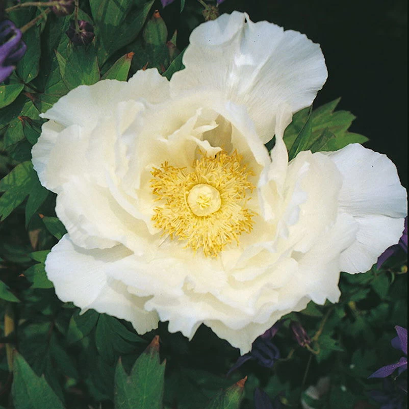 Kölle's Beste Edel-Pfingstrose, Paeonia 'Krinkled White', Weiß, Topf 19 Cm – Bild 7