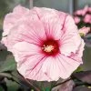 Staudenhibiskus 'Dark Mystery' Hellrosa , Höhe 100-150 Cm, Topf 5 Liter
