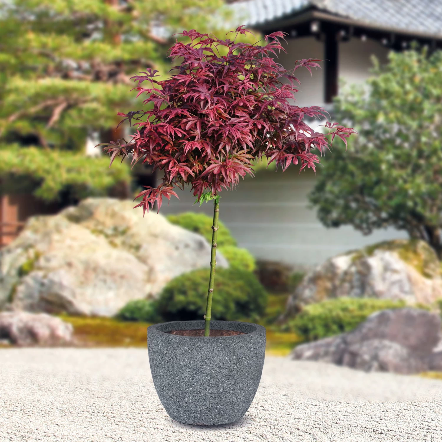 Japanischer Zwergahorn 'Shaina', Stammhöhe Ca. 40 Cm, Topf 10 Liter – Bild 2