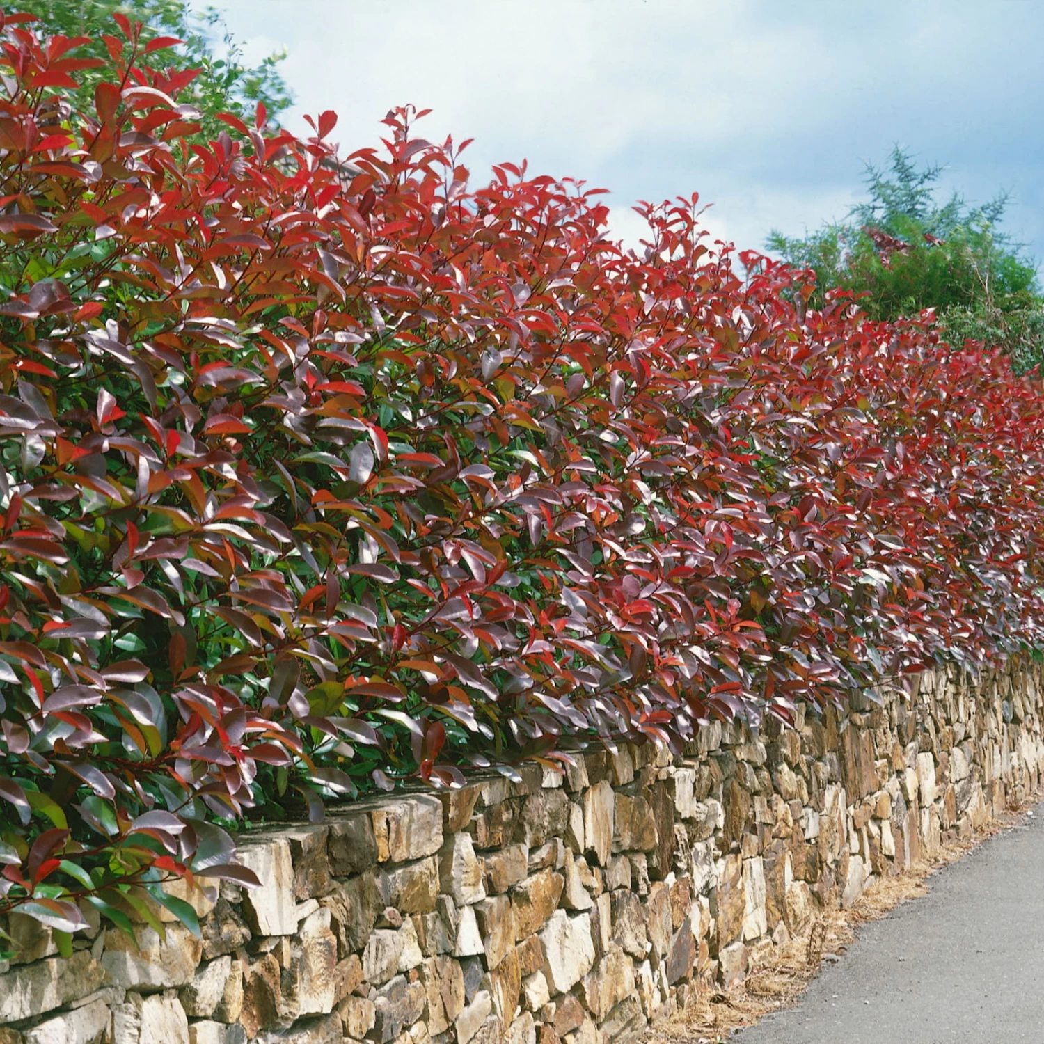 Glanzmispel 'Red Robin', Photinia X Fraseri, 5er-Set, Spalier 130 X 90 Cm – Bild 3
