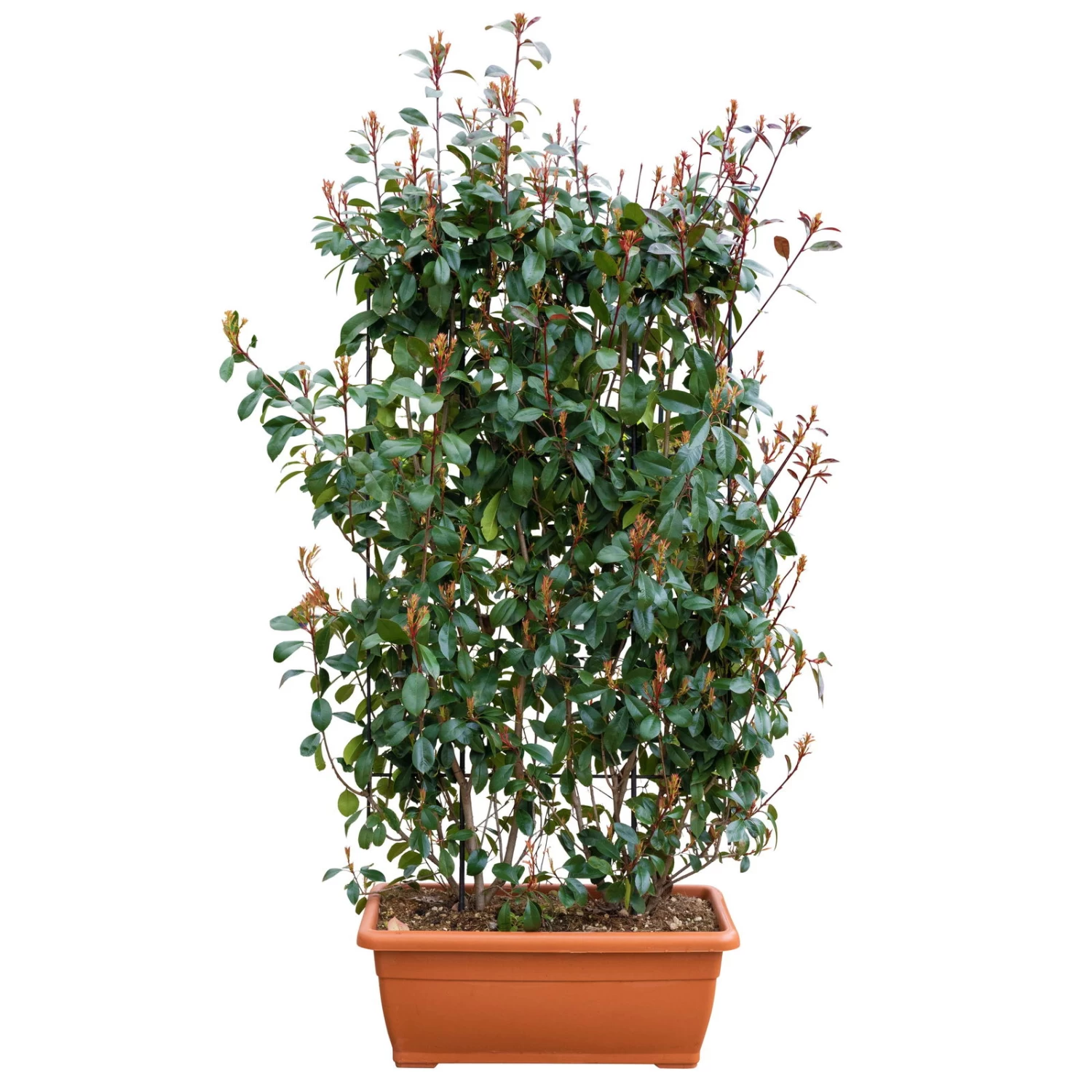 Glanzmispel 'Red Robin', Photinia X Fraseri, 5er-Set, Spalier 130 X 90 Cm – Bild 2