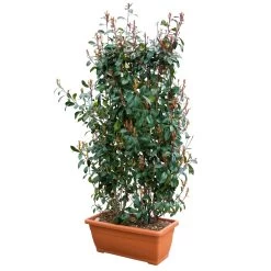 Glanzmispel 'Red Robin', Photinia X Fraseri, 5er-Set, Spalier 130 X 90 Cm