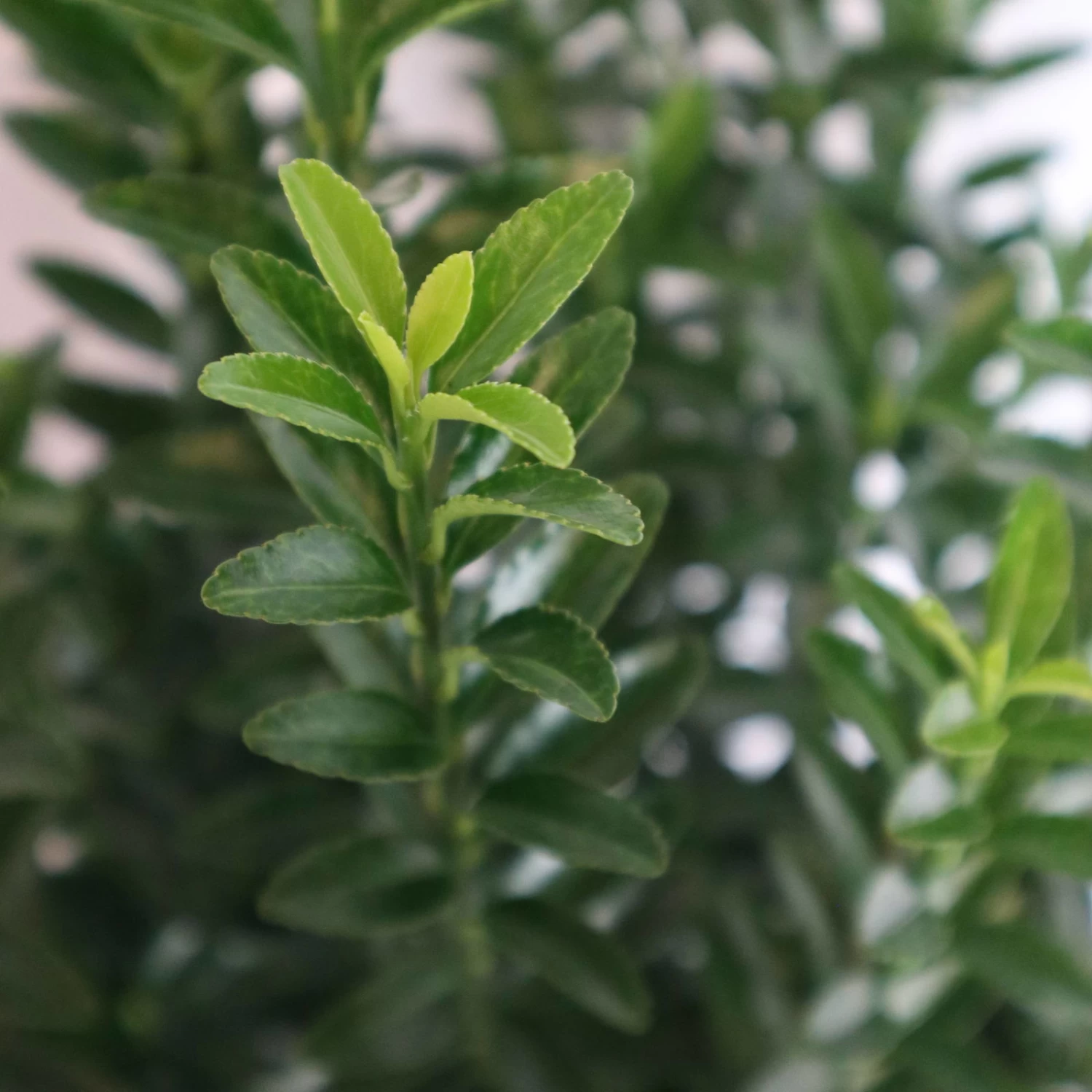 Japanischer Spindelstrauch 'Green Empire'®, Höhe 25-30 Cm, Topf 3 Liter, 5er-Set – Bild 2