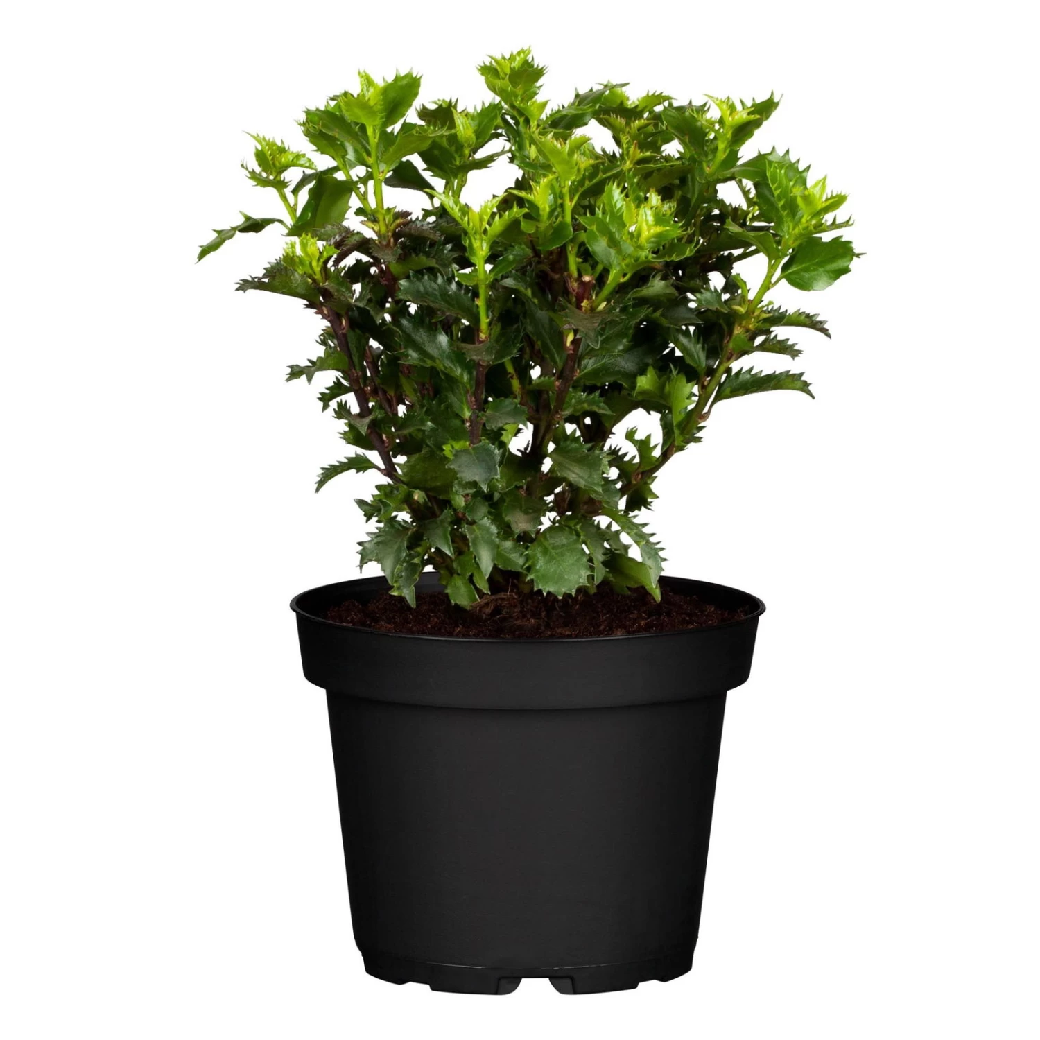Ilex Meserveae 'Little Rascal'®, 10er-Set, Höhe 15-20 Cm, Topf 2 Liter – Bild 2
