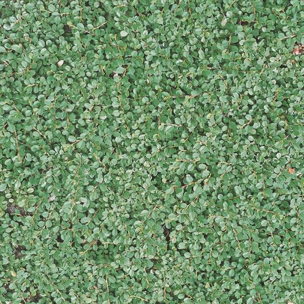 Cotoneaster Dammeri 'Streibs Findling', Topf-Ø 9 Cm, 12er-Set – Bild 3