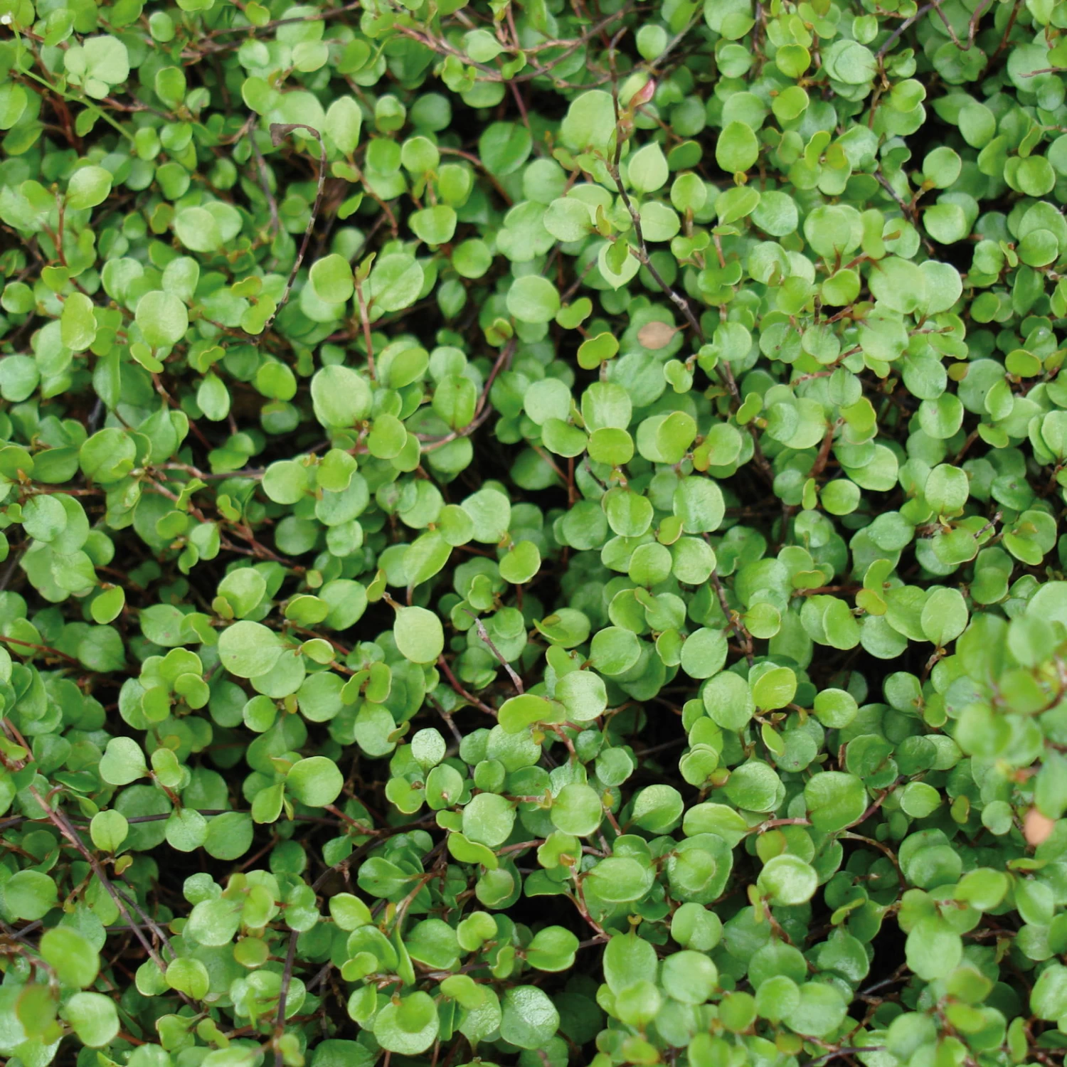 Mühlenbeckie, 12er-Set, Sattgrün, 9 Cm Ø Topf