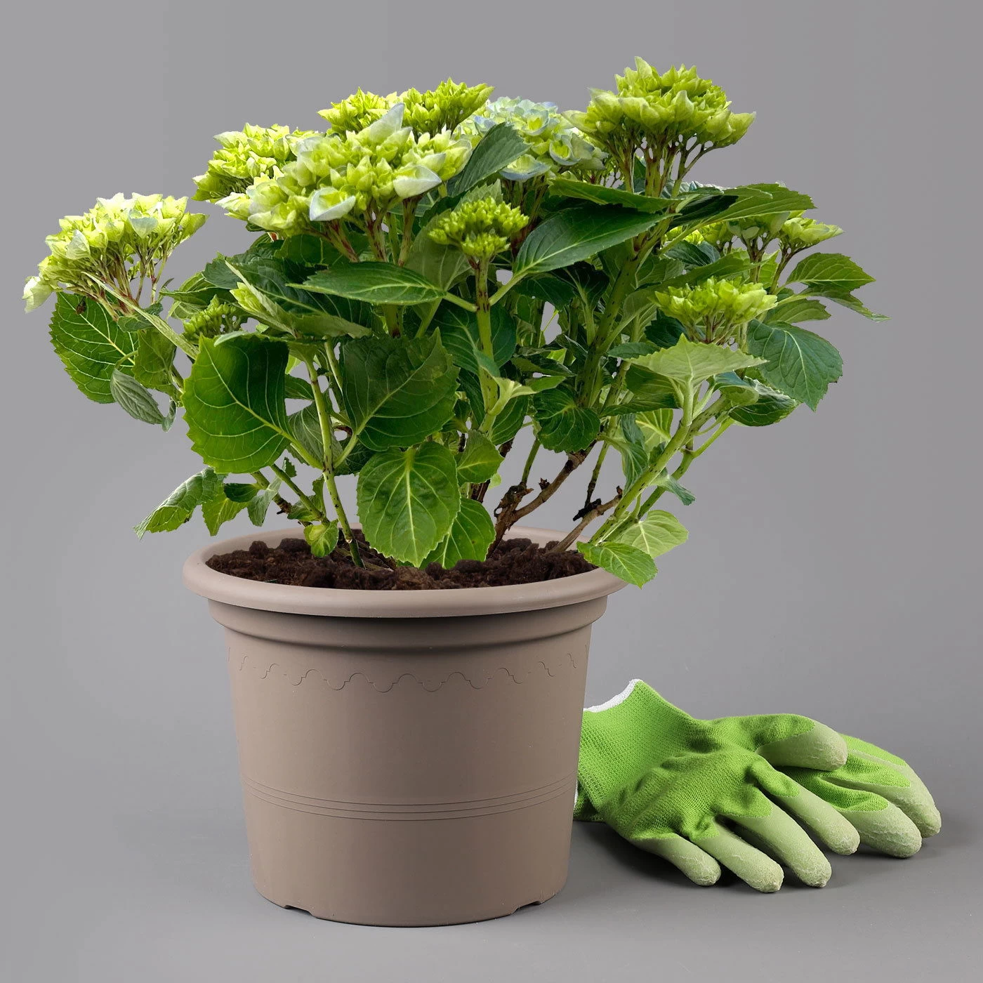 Kölle Gartenhortensie Ball Blau, 4/5 Liter Topf – Bild 4