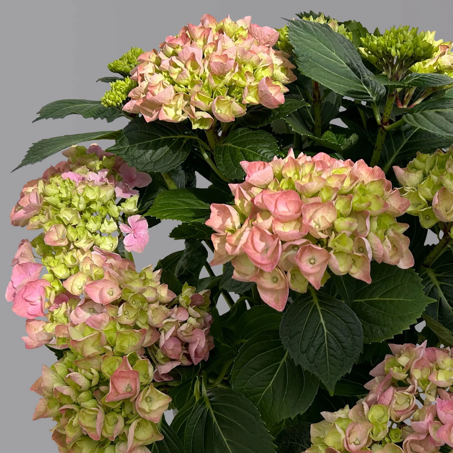 Kölle Gartenhortensie Ball Rosa, 4/5 Liter Topf – Bild 3