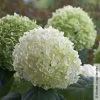 Schneeballhortensie 'Strong Annabelle'®, Weiß, 3er-Set, Höhe 40-60 Cm, Topf 5 L