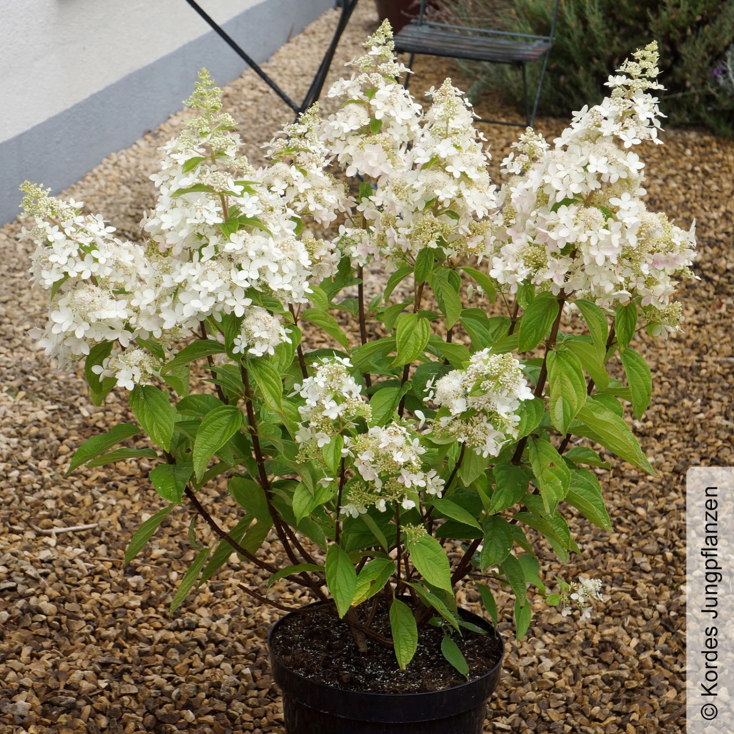 Rispenhortensie 'Confetti'®, Hydrangea Paniculata, Weiß, 3er-Set, Topf 5 Liter – Bild 4