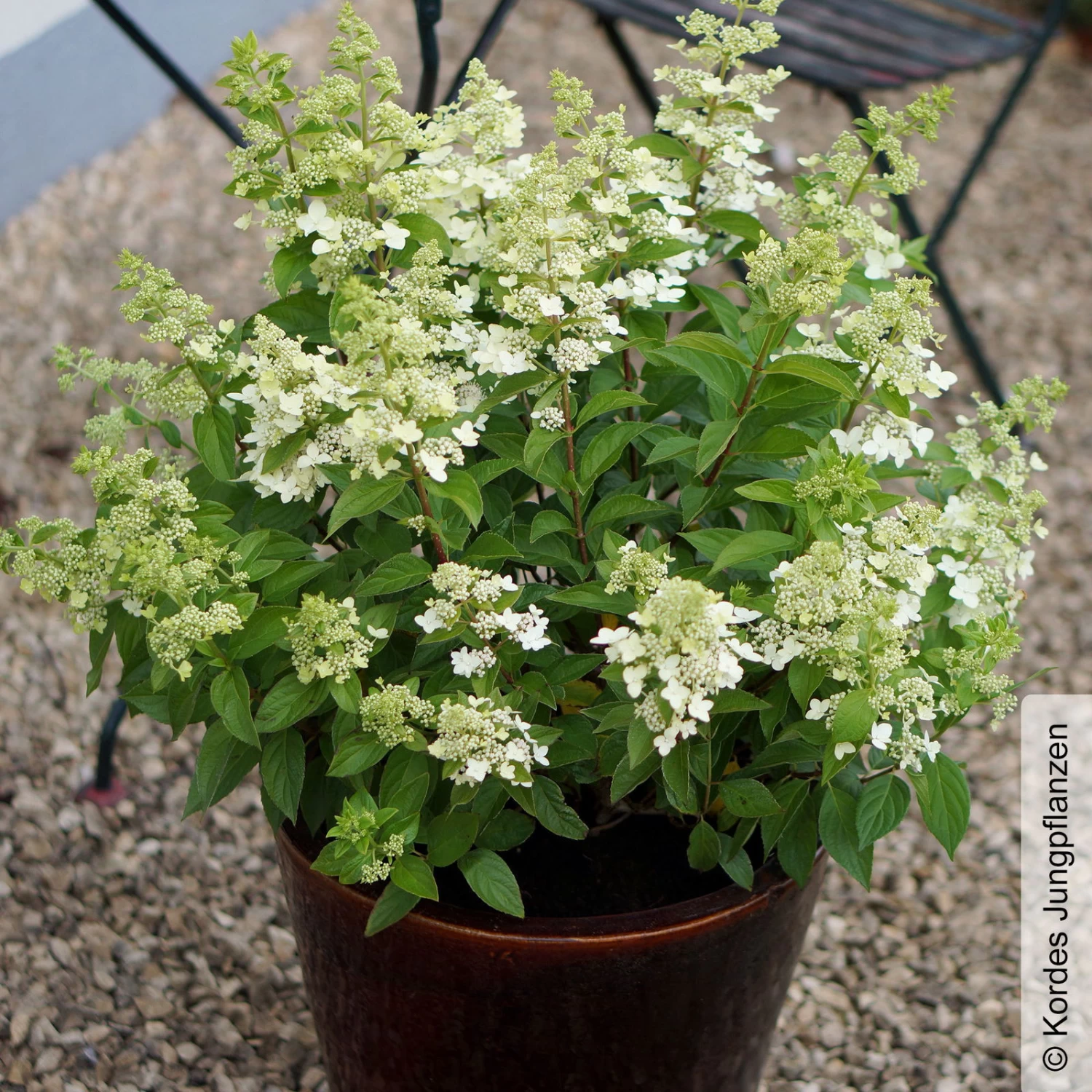 Rispenhortensie 'Confetti'®, Hydrangea Paniculata, Weiß, 3er-Set, Topf 5 Liter – Bild 3