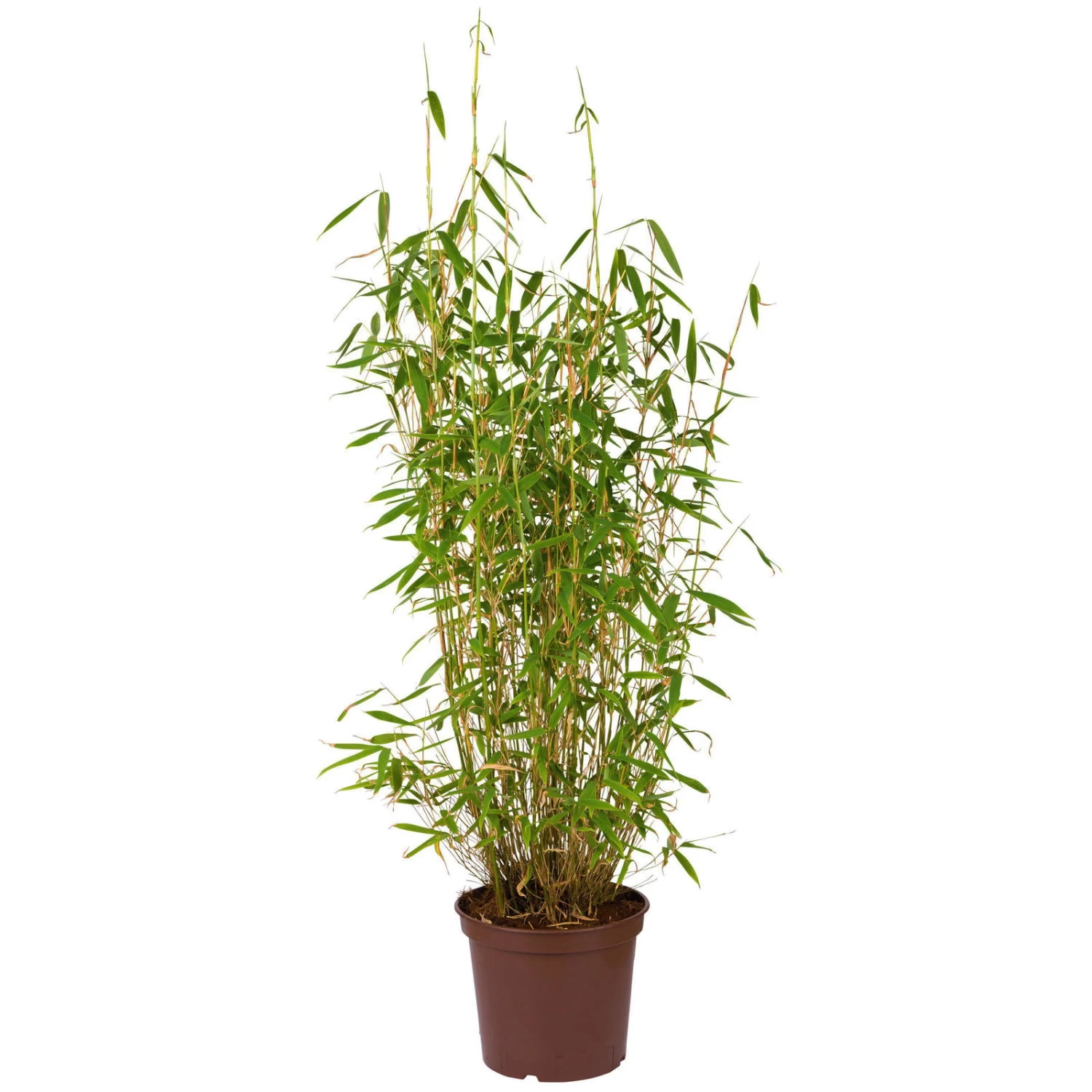 Bambus Fargesia 'Jumbo', 2er-Set, Höhe 60-80 Cm, Topf 7,5 Liter – Bild 2