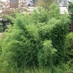 Bambus-Fargesia Jiuzhaigou 1, Höhe 80-100 Cm, Im 7,5 Liter Topf