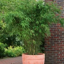 Bambus-Hecken-Set Fargesia 'Jumbo', 40er-Set, Höhe 40-60 Cm, Topf 5 Liter