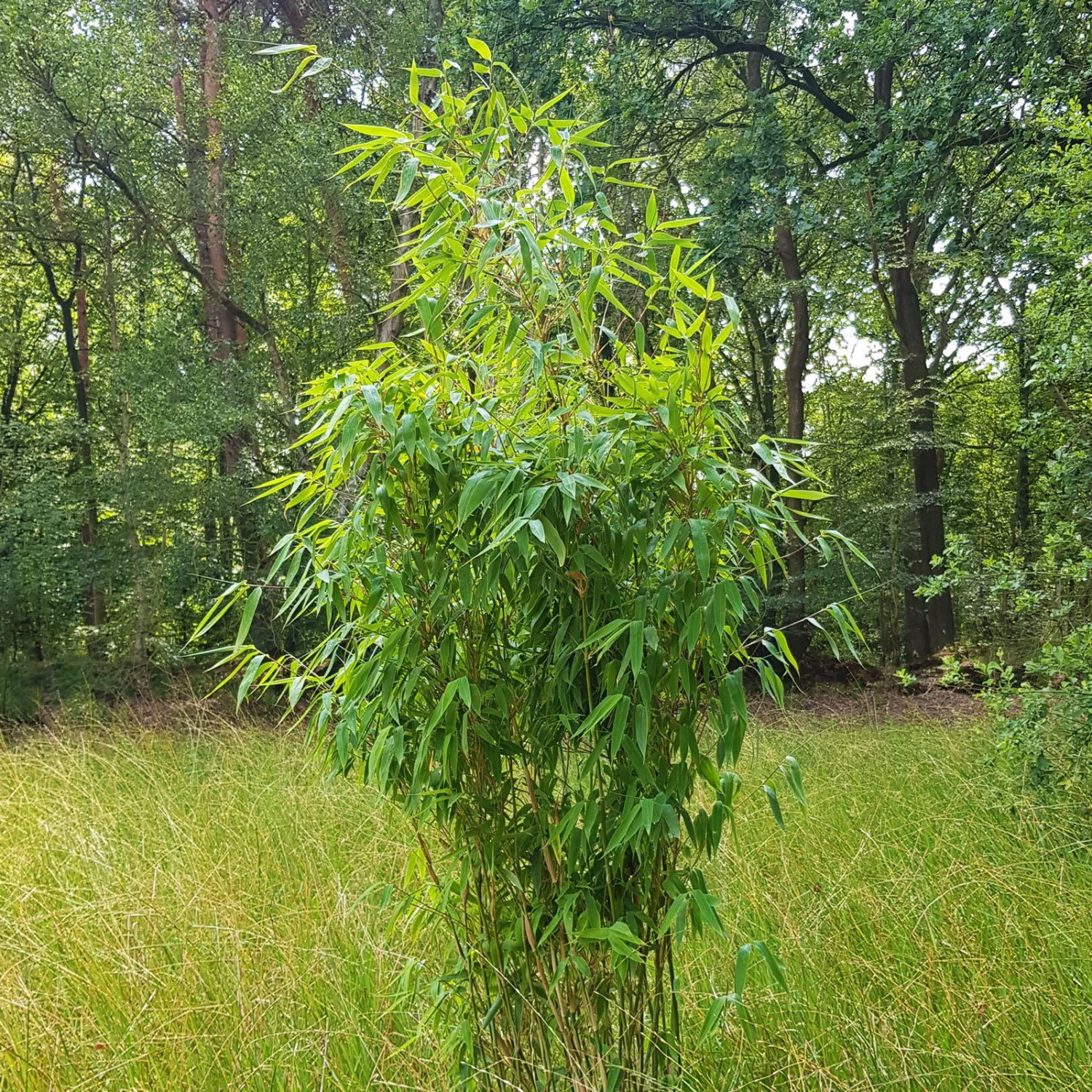 Elfenbein-Bambus 'Ivory Ibis'® (Japo 55' EU-S), 25er-Set, Höhe 80-100 Cm – Bild 3