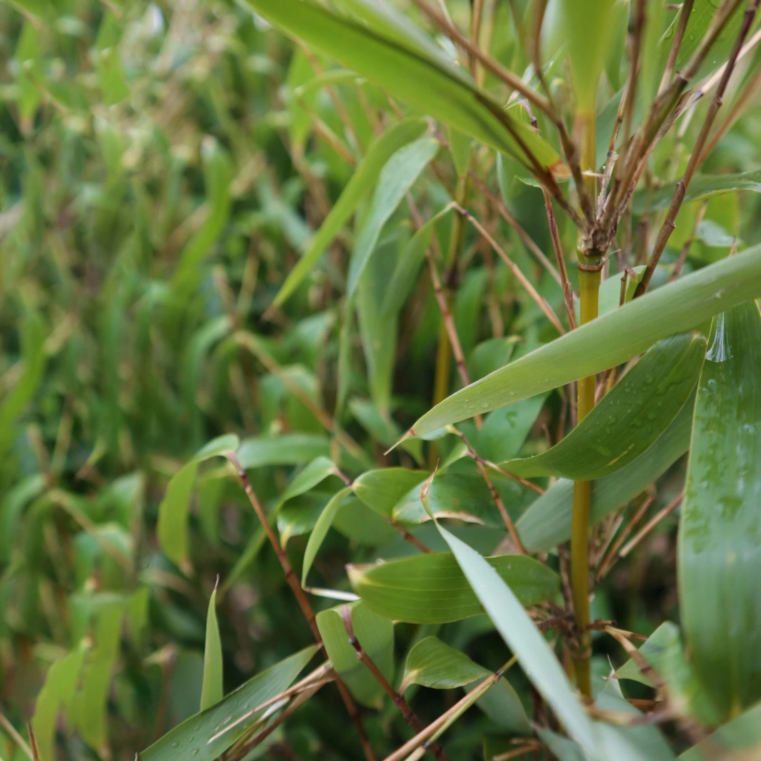 Elfenbein-Bambus 'Ivory Ibis'® (Japo 55' EU-S), 25er-Set, Höhe 80-100 Cm – Bild 4