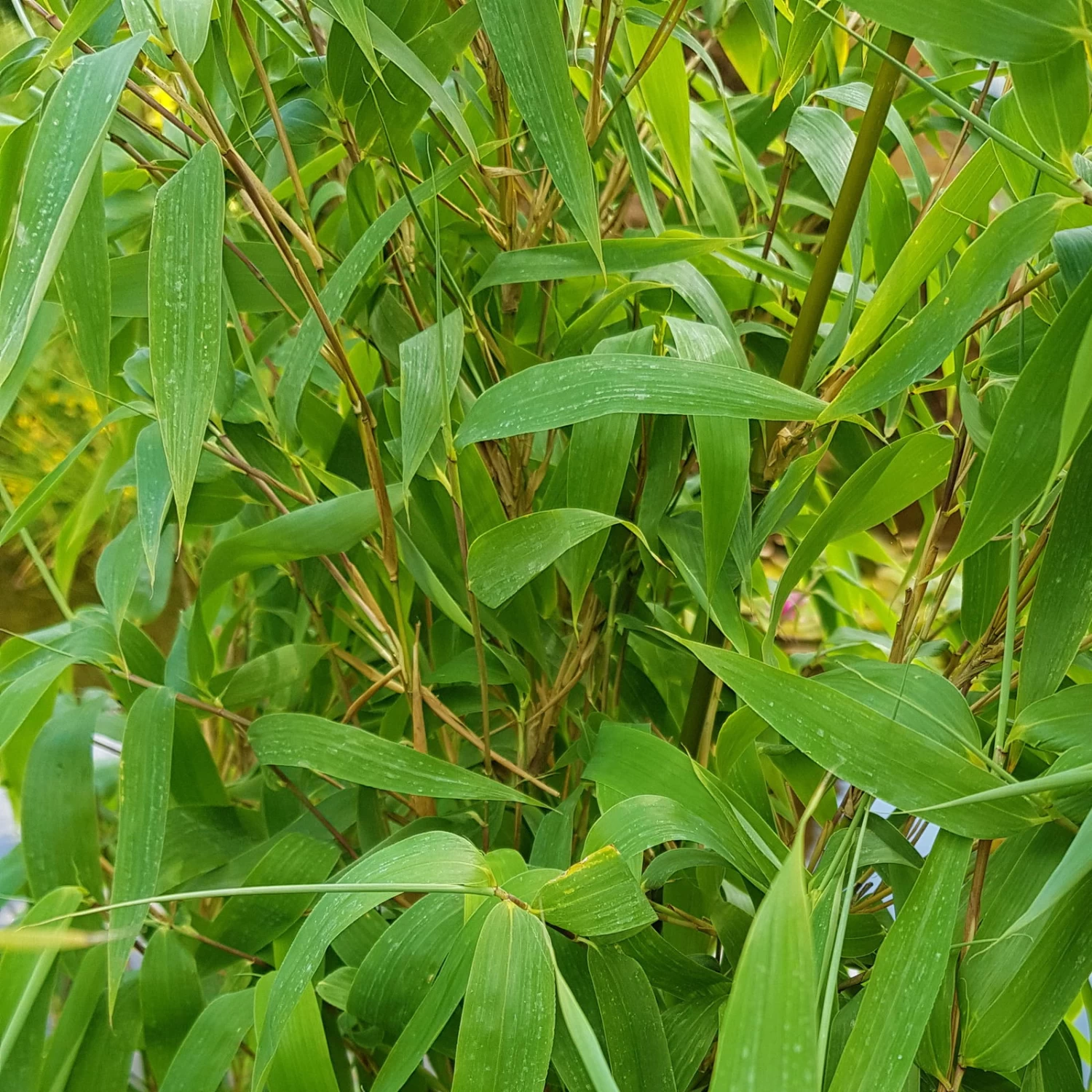 Elfenbein-Bambus 'Ivory Ibis'® (Japo 55' EU-S), 25er-Set, Höhe 80-100 Cm – Bild 2