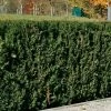 Heckeneibe Taxus Baccata 'Westerstede', 50er-Set, Höhe 40-50 Cm, Topf 5 Liter
