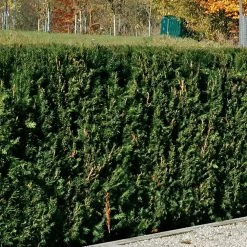 Taxus Baccata 'Westerstede', Höhe 080/100 Cm, Im 20 Lt. Topf