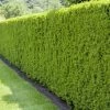 Heckeneibe, Taxus Media "Hillii", 50er-Set, Höhe 40-50 Cm, Topf 5 Liter