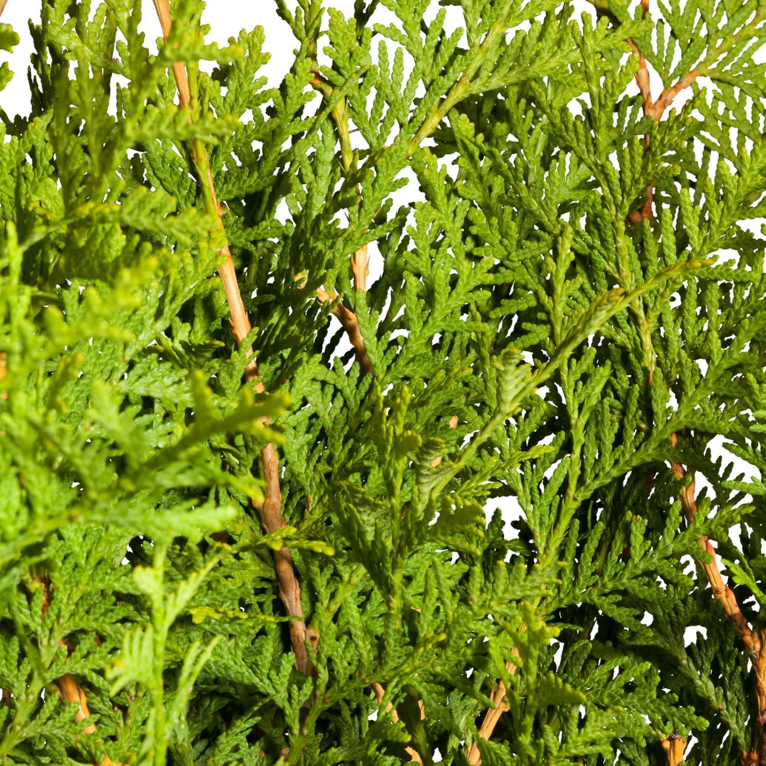 Lebensbaum 'Brabant', 30er-Set, Höhe 80-100 Cm, Topf 10 Liter – Bild 2