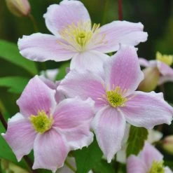 Clematis 'Mayleen', 2er-Set, Rosa, Duftend, Höhe 60-80 Cm, Topf 2 Liter