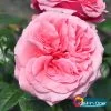 Stammrose 'Comeback'®, Edelrose, Stammhöhe 60cm Im 7,5 Liter Topf