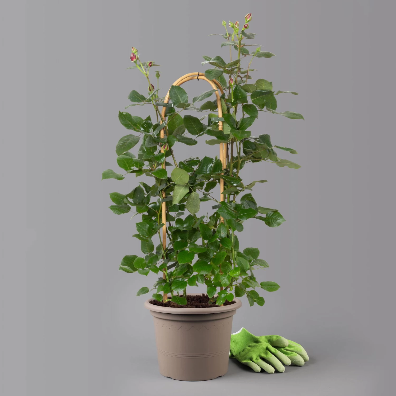 Duftende Edelrose 'Charisma'® Magentarot, Doppelbogen, Topf 7,5 Liter – Bild 2