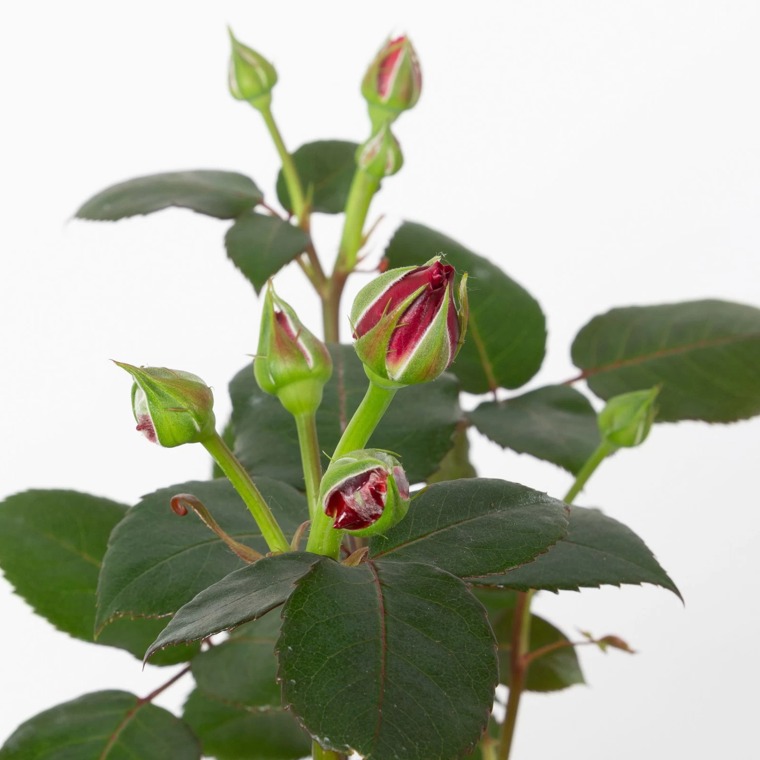 Duftende Edelrose 'Charisma'® Magentarot, Doppelbogen, Topf 7,5 Liter – Bild 3