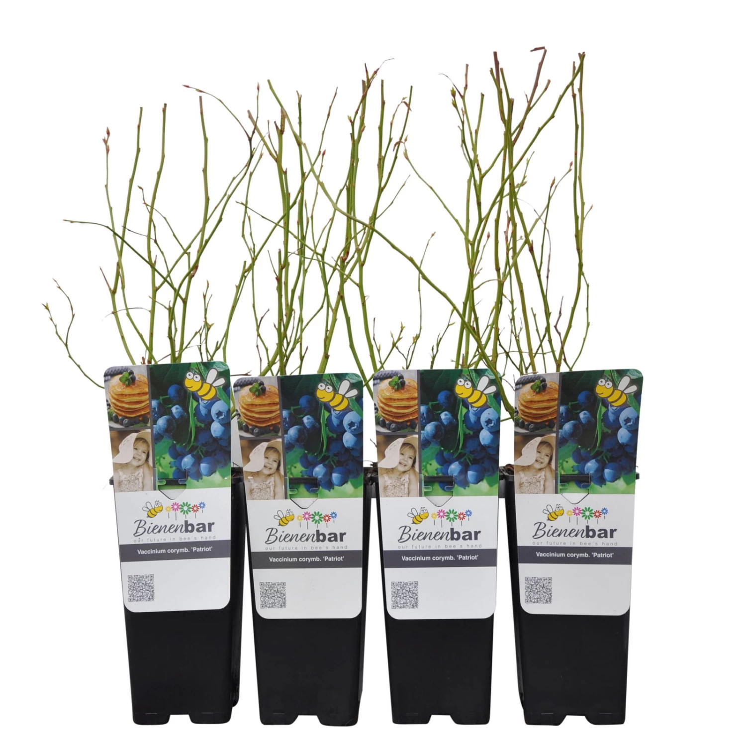 Heidelbeere 'Patriot', 4er-Set, Topf Je 2 Liter – Bild 2