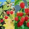 Herbsthimbeeren, 'Blissy® Autumn Bliss' + 'Heritage', 4er-Set, Topf Je 2 Liter