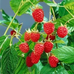 Sommerhimbeeren 'Willamette', 4er-Set, Topf Je 2 Liter