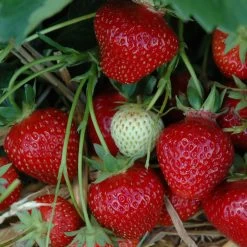 6er-Set Hummi® Erdbeere, Fragaria X Ananassa 'Rimona', Topf-Ø 9 Cm