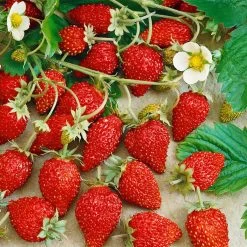 6er-Set Hummi® Monatserdbeere, Fragaria Vesca Hummi® 'Waldfee', Je Im 9 Cm Topf