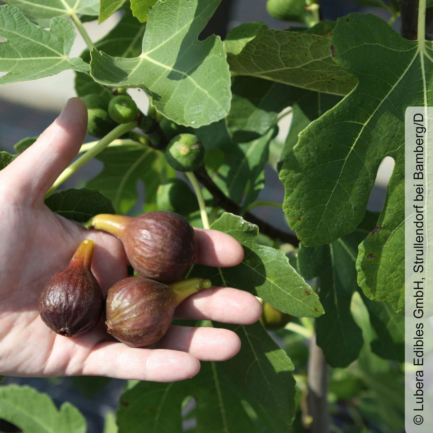Feige 'Gustis® Morena', Busch, Topf 5 Liter – Bild 2