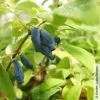 Sibirische Blaubeere, Lonicera Kamtschatika 'Eisbär®', Im Topf 5 Liter