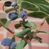 4er-Set Sibirische Blaubeere 'Blue Velvet'® (Lonicera Kamtschatica), Höhe 25-30 Cm, Im 3 Liter Topf