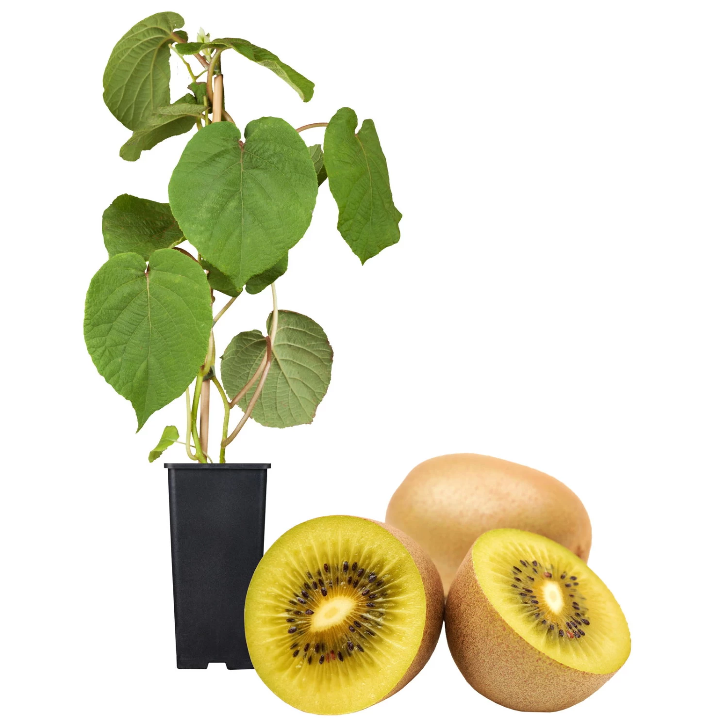 Gelbfruchtige Kiwi 'Golden Kiwi', 2er-Set, Topf 15 Cm Ø – Bild 3