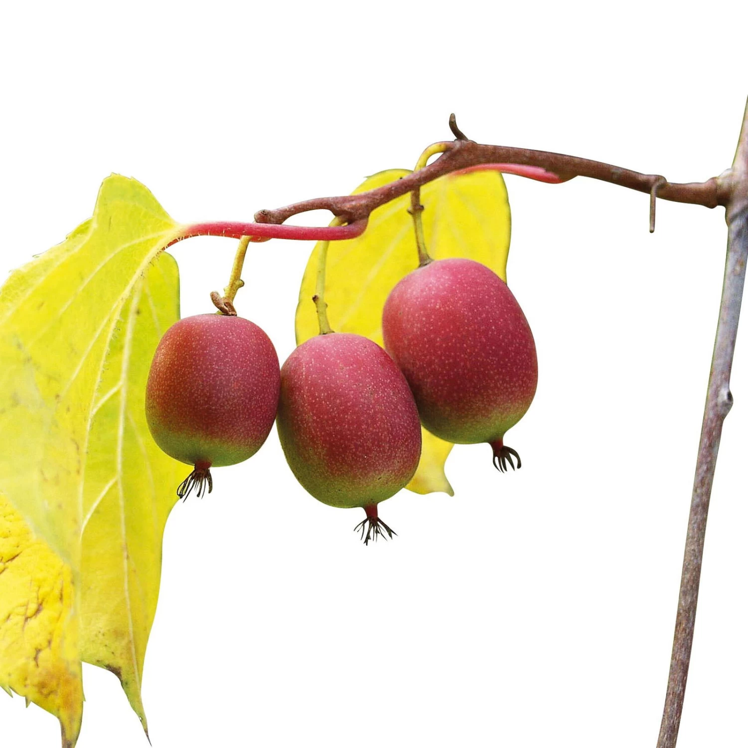 Weibliche Minikiwi 'Ken's Red', 2er-Set, Topf 15 Cm Ø – Bild 2