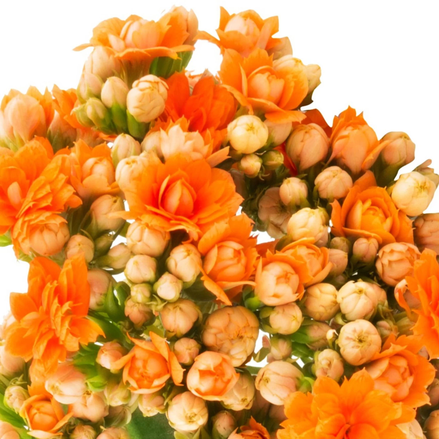 Garten-Kalanchoe Queen®, Farben Nach Verfügbarkeit, Topf-Ø 21 Cm