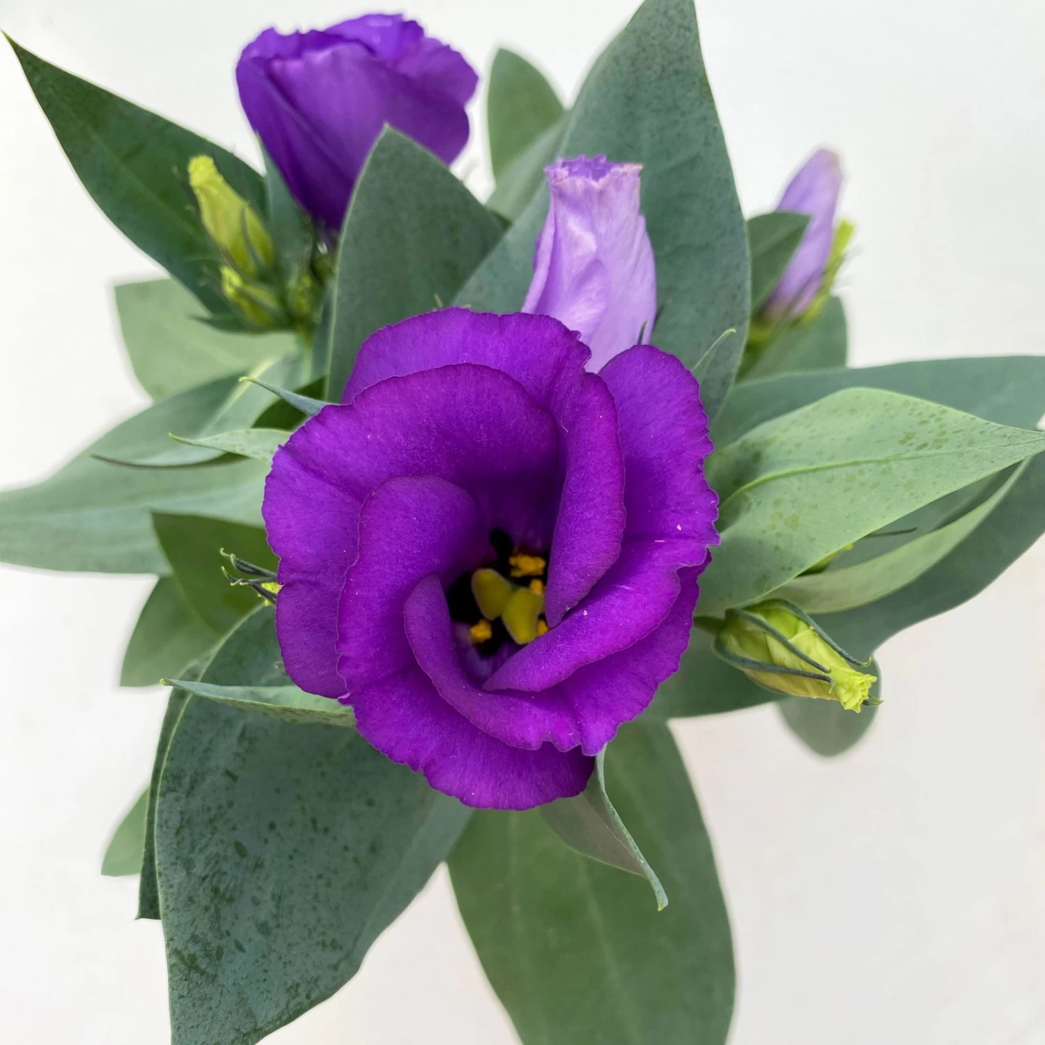 Lisianthus, Farben Zufällig, Topf-Ø 10,5 Cm, 8er-Set – Bild 7