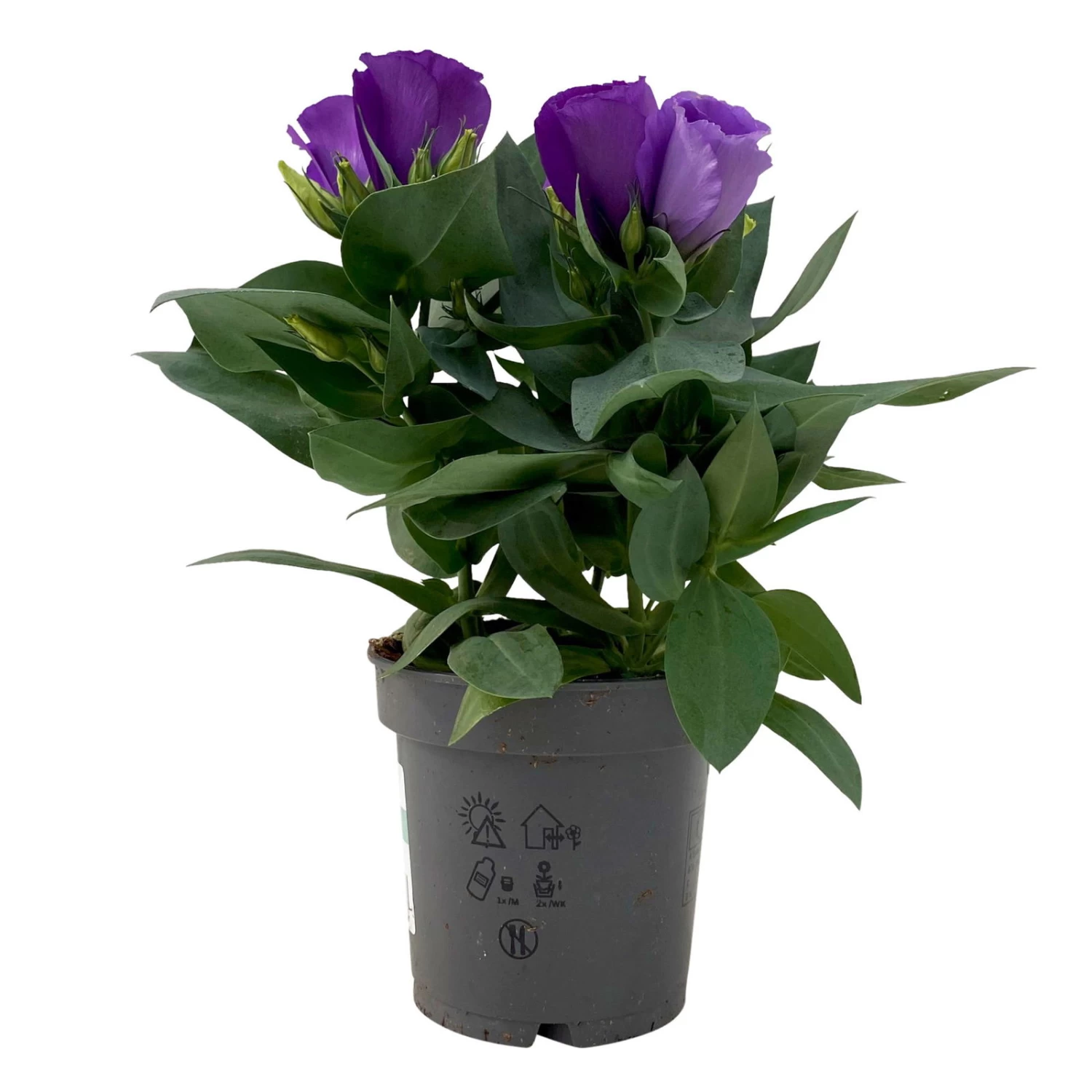 Lisianthus, Farben Zufällig, Topf-Ø 10,5 Cm, 8er-Set – Bild 2