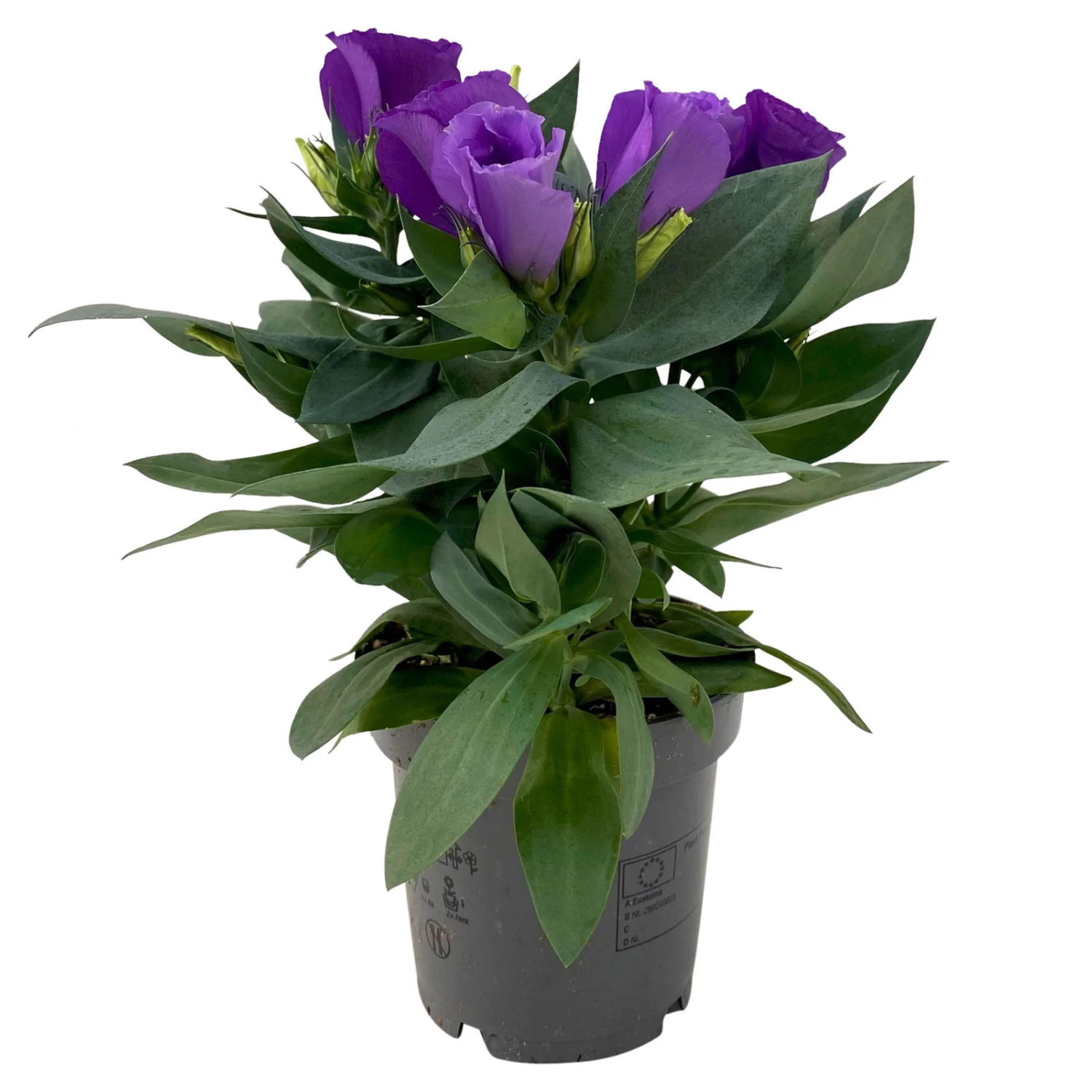 Lisianthus, Farben Zufällig, Topf-Ø 10,5 Cm, 8er-Set – Bild 3